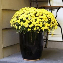 Sunnydaze Decor Captivating Vista 14 in. Obsidian Ceramic Indoor/Outdoor Planter 17 Sunnydaze Decor Captivating Vista 14 in. Obsidian Ceramic Indoor/Outdoor Planter -Sunnydaze Decor Sales black sunnydaze decor plant pots ap 001 76 1000