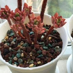 Dyiom 0.1 cu. ft. Multi-Colored 2.2 lbs. 0.3 in.-0.39 in. Size Extra Small Lava Rock -Sunnydaze Decor Sales dyiom bagged landscape rocks b07vq3bc6t 44 1000