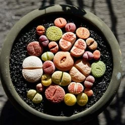 Dyiom 0.1 cu. ft. Black 2.2 lbs. 0.12 in.-0.19 in. Size Extra Small Lava Rock -Sunnydaze Decor Sales dyiom bagged landscape rocks b07vr777yy fa 1000