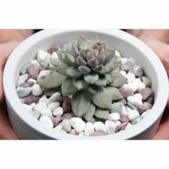 Dyiom 0.1 cu. ft. Multi-Colored Small Gravel 5 lbs. 0.4 in.-0.8 in. Size Landscape Rocks 9 Dyiom 0.1 cu. ft. Multi-Colored Small Gravel 5 lbs. 0.4 in.-0.8 in. Size Landscape Rocks -Sunnydaze Decor Sales dyiom bagged landscape rocks b081jltlkl 1f 1000