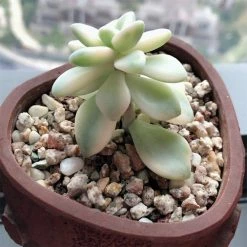 Dyiom 0.1 cu. ft. Gray 2.2 lbs. 0.12 in.-0.19 in. Size Extra Small Gravel 11 Dyiom 0.1 cu. ft. Gray 2.2 lbs. 0.12 in.-0.19 in. Size Extra Small Gravel -Sunnydaze Decor Sales dyiom bagged landscape rocks b089h1zwxg fa 1000