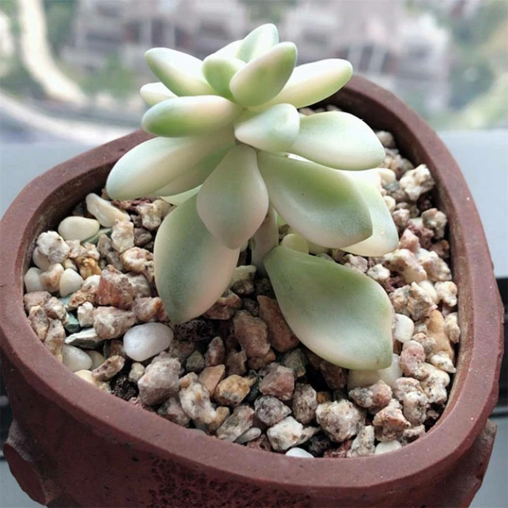 Dyiom 0.1 cu. ft. Gray 2.2 lbs. 0.12 in.-0.19 in. Size Extra Small Gravel 6 Dyiom 0.1 cu. ft. Gray 2.2 lbs. 0.12 in.-0.19 in. Size Extra Small Gravel - Image 6