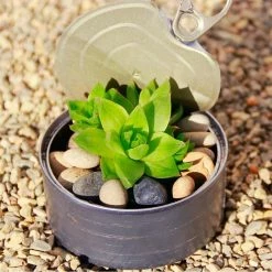 Dyiom 0.1 cu. ft. Multi-Colored 2.2 lbs. 0.24 in.-0.35 in. Size Extra Small Gravel -Sunnydaze Decor Sales dyiom bagged landscape rocks b089h2knwd 44 1000