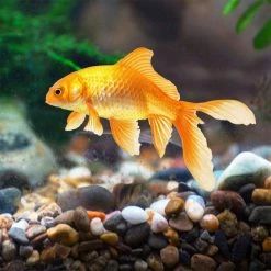 Dyiom 0.1 cu. ft. Multi-Colored 2.2 lbs. 0.24 in.-0.35 in. Size Extra Small Gravel -Sunnydaze Decor Sales dyiom bagged landscape rocks b089h2knwd 76 1000