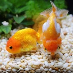 Dyiom 0.1 cu. ft. Multi-Colored 2.2 lbs. 0.2 in.-0.39 in. Size Extra Small Gravel -Sunnydaze Decor Sales dyiom bagged landscape rocks b08df4gm4w 76 1000