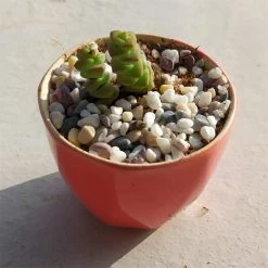 Dyiom 0.1 cu. ft. Multi-Colored 2.2 lbs. 0.2 in.-0.39 in. Size Extra Small Gravel -Sunnydaze Decor Sales dyiom bagged landscape rocks b08dfcjz39 fa 1000