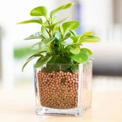 Dyiom 0.1 cu. ft. River Rocks 2.2 lbs. 0.12 in.-0.19 in. Size Orange Extra Small Pea Pebbles -Sunnydaze Decor Sales dyiom bagged landscape rocks b08ghf2vm7 fa 1000