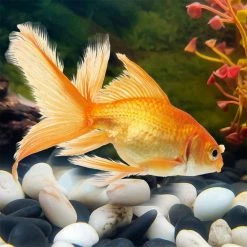 Dyiom 0.1 cu. ft. River Rocks 2.2 lbs. 1 in.-1.5 in. Size White Small Polished Pebbles -Sunnydaze Decor Sales dyiom bagged landscape rocks b08hqhp52q 76 1000