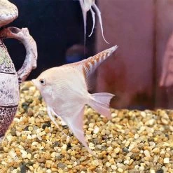 Dyiom 0.1 cu. ft. Multi-Colored Extra Small Pea Gravel 2.7 lbs. 0.04 in.-0.08 in. Landscape Rocks -Sunnydaze Decor Sales dyiom bagged landscape rocks b08nsfv13w 76 1000