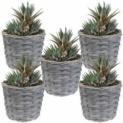 Sunnydaze Decor Sunnydaze 6.75 in. Gray Wicker Planter with Plastic Liner (5-Pack) 13 Sunnydaze Decor Sunnydaze 6.75 in. Gray Wicker Planter with Plastic Liner (5-Pack) -Sunnydaze Decor Sales gray sunnydaze decor plant pots hb 798 44 1000