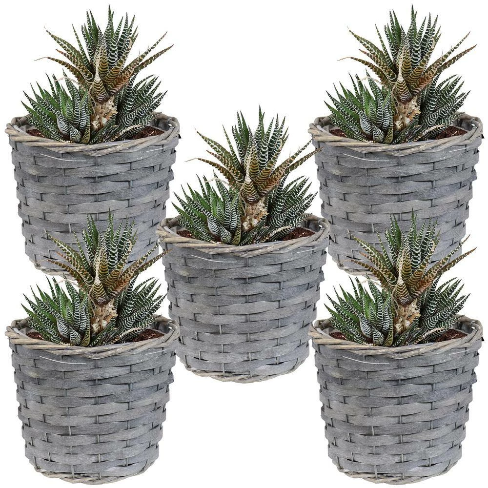 Sunnydaze Decor Sunnydaze 6.75 in. Gray Wicker Planter with Plastic Liner (5-Pack) 6 Sunnydaze Decor Sunnydaze 6.75 in. Gray Wicker Planter with Plastic Liner (5-Pack) - Image 6