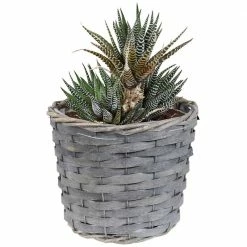 Sunnydaze Decor Sunnydaze 6.75 in. Gray Wicker Planter with Plastic Liner (5-Pack) 14 Sunnydaze Decor Sunnydaze 6.75 in. Gray Wicker Planter with Plastic Liner (5-Pack) -Sunnydaze Decor Sales gray sunnydaze decor plant pots hb 798 fa 1000