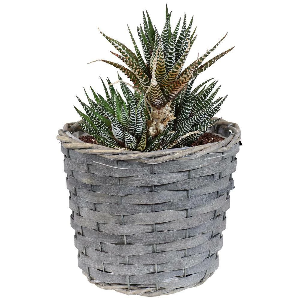 Sunnydaze Decor Sunnydaze 6.75 in. Gray Wicker Planter with Plastic Liner (5-Pack) 7 Sunnydaze Decor Sunnydaze 6.75 in. Gray Wicker Planter with Plastic Liner (5-Pack) - Image 7