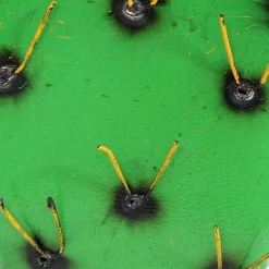 Sunnydaze Decor Sunnydaze 17.5 in. Tall Yellow-Needled Barrel Cactus Steel Garden Statue (2-Pack) -Sunnydaze Decor Sales sunnydaze decor garden statues cue 082 2pk c3 1000