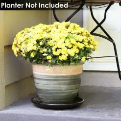 Sunnydaze Decor 2 Sunnydaze 12 in. Obsidian Ceramic Planter Saucers -Sunnydaze Decor Sales sunnydaze decor planter saucers ap 013 44 1000